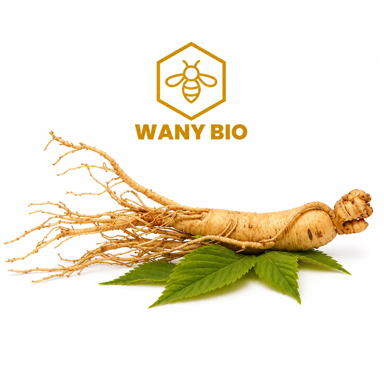 GINSENG - الجنسينغ - Miel naturel - Wany Bio